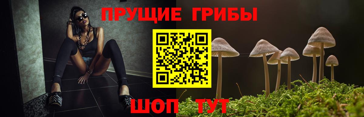 Псилоцибиновые грибы Psilocybine cubensis Саянск